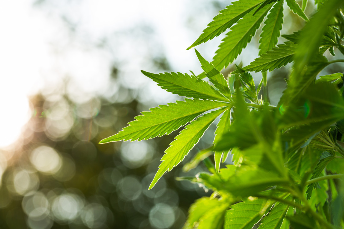 marijuana plant